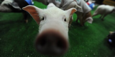 Россия ввела запрет на поставку свиней из Румынии