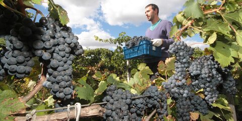 Селевые потоки повредили 80 гектаров виноградников в Крыму