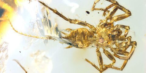 Ученые нашли вымерший вид пауков в янтаре