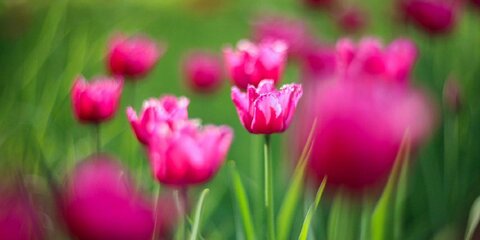 Почти 10 тысяч тюльпанов и других весенних цветов покажут 