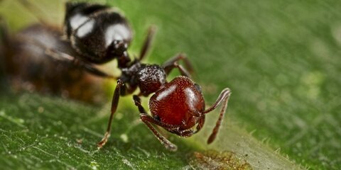 Африканские муравьи оказывают помощь своим раненым собратьям