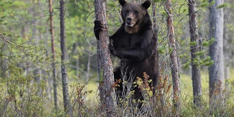 В Генпрокуратуре выразили обеспокоенность сокращением числа бурых медведей