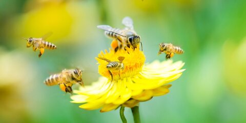 В США планируют выпускать дронов-пчел для удобрения и опыления растений