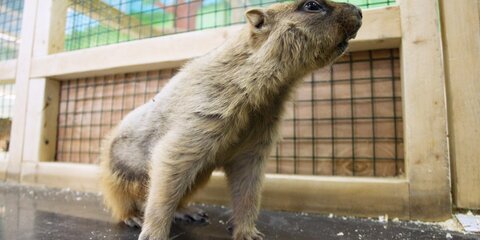Сурки в Московском зоопарке проснулись после зимней спячки