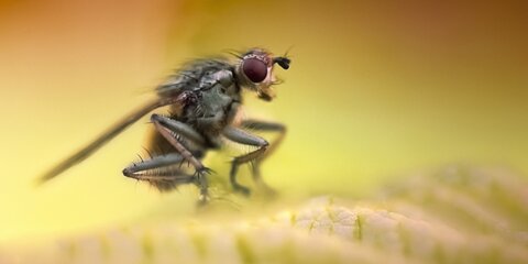 Ученые выяснили, что мухи на жаре распускают слюни