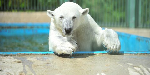 Бодрое утро. Московский зоопарк откроет летнюю программу посещений