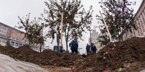 Осенью в столице высадят 10 тысяч деревьев взамен уничтоженных ураганами