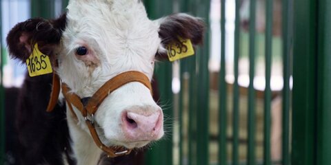 Ученые предложили кормить коров бактериальной жижей вместо сена
