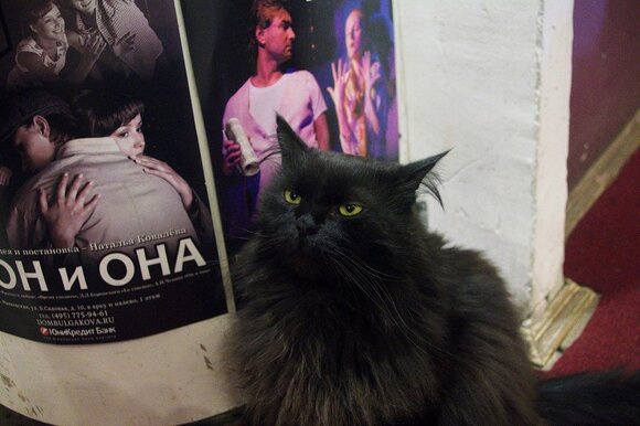 Из булгаковского музея в российской столице похищен кот Бегемот