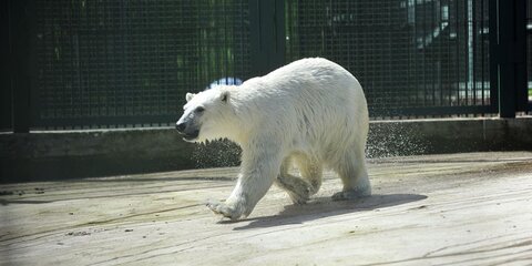 Памятник белым медведям установят в Медведкове