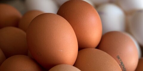 Биологи выяснили с чем связана особенность строения формы яиц
