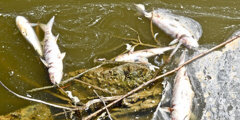 Тысячи рыб погибли у берегов Малибу из-за жары