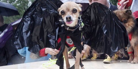 Хвостатый парад. Собаки в необычных нарядах продефилировали в центре столицы