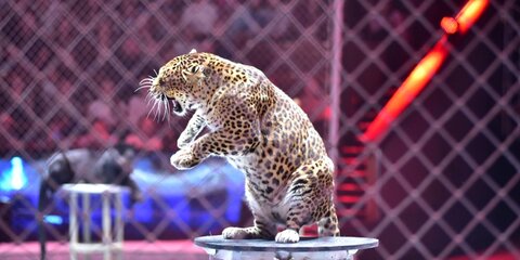 СМИ сообщили о нападении леопарда в цирке на Цветном бульваре