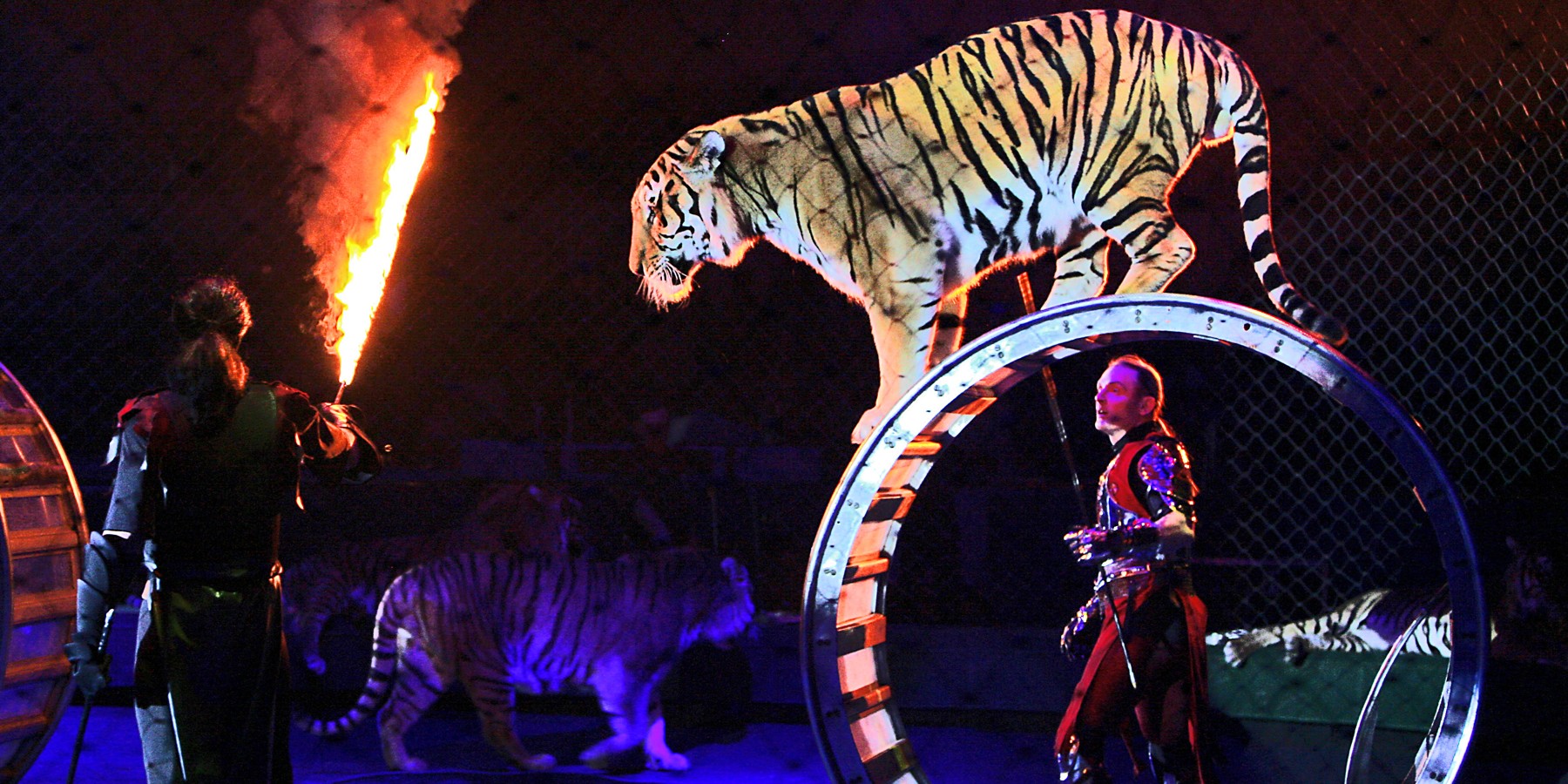 В Госдуму внесен законопроект о запрете работы цирков с животными - Российская газета