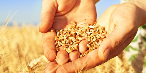 В России из госфонда пропало 19 тысяч тонн зерна