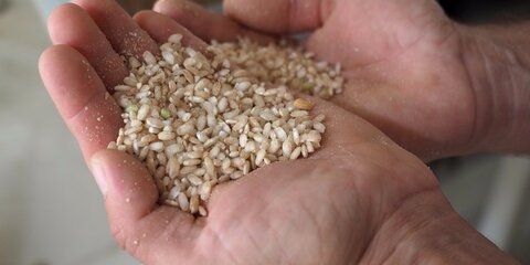 Пенсионерка купила рис за 100 тысяч рублей