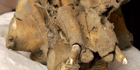 Найденный в Подмосковье череп мамонта с кладом передадут в 