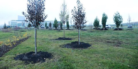 Новые деревья и кустарники посадили в Центральном парке 