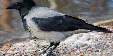 Птичку жалко: орнитологи просят помочь простуженным птицам