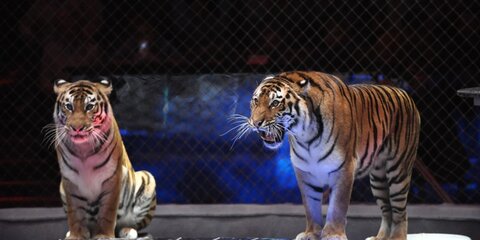 Тигр напал на работника цирка в Оренбургской области