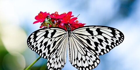 В первые дни января в зоопарке появится 365 тропических бабочек