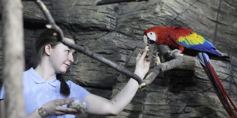Орнитологи не советуют давать птицам курить и пить много алкоголя
