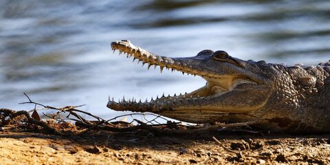 Кормивший крокодила биолог из Индонезии сам стал едой