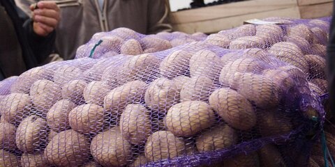 Ввоз картофеля из Нидерландов в РФ ограничили из-за бурой гнили