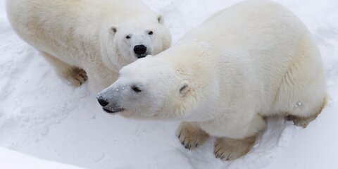 На Новой Земле ввели режим ЧС из-за белых медведей