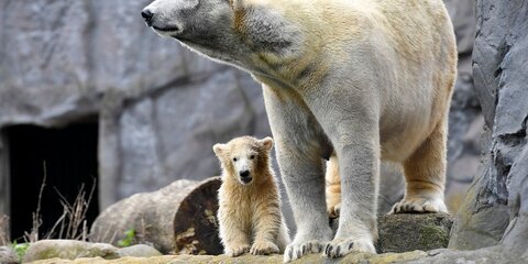 В WWF назвали причину нашествия белых медведей на Новой Земле