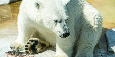 Московский зоопарк отметит День полярного медведя