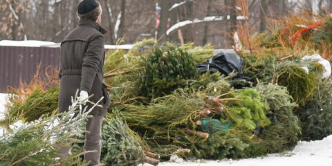 Москвичи сдали более 26 тысяч елок на переработку