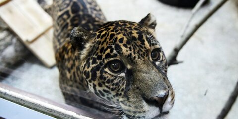 Ягуар в зоопарке США напал на посетительницу во время селфи