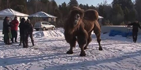 Шаманов-живодеров наказали за верблюдов в Иркутской области