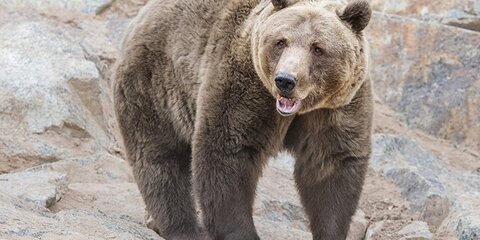 В Московском зоопарке рассказали об аппетите медведей после спячки