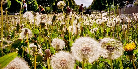 Москвичам-аллергикам рекомендовали взять отпуск в сезон цветения
