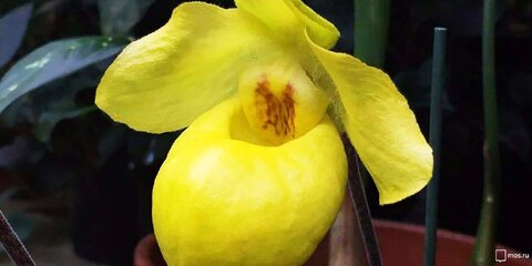 Абрикосовая орхидея расцвела в 