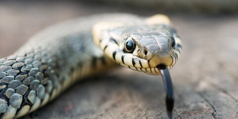 Зоологи дали советы насчет встреч со змеями в парках