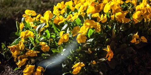 Более 11 тысяч цветов высадят в Пресненском районе в мае