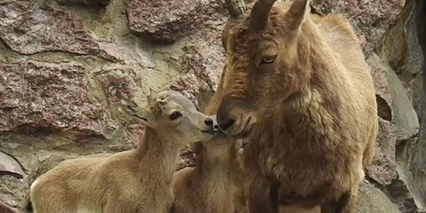 Винторогие козлята родились в Московском зоопарке
