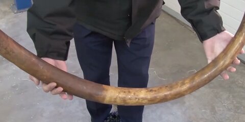 Более 60 мешков с бивнями мамонта обнаружили полицейские в Москве