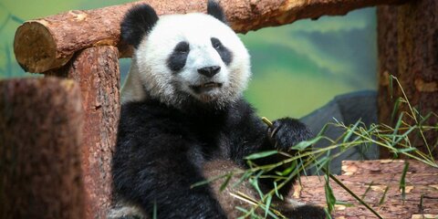 Московский зоопарк приглашает на завтрак с пандами