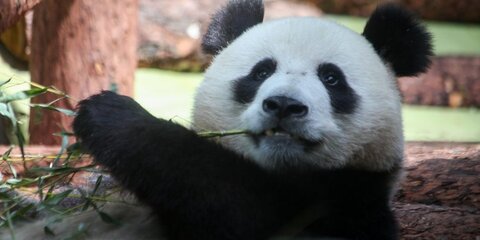 В павильоне китайских панд есть климат-контроль и холодный душ