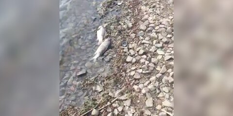 Ветеринары не нашли заболеваний у погибшей на Борисовских прудах рыбы