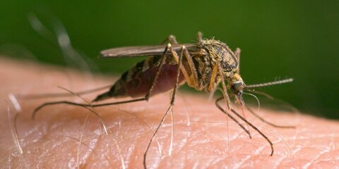 Ученые рассказали, как комары находят своих жертв