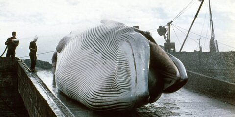 Япония возобновила китобойный промысел после более 30 лет запрета