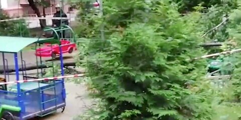 СК завел дело после гибели ребенка из-за упавшего дерева в Москве