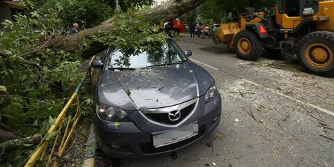Водителей призвали парковаться вдали от деревьев из-за непогоды