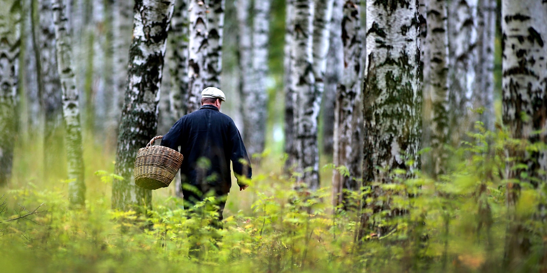 Что делать, если вы заблудились в лесу – советы МЧС – Москва 24, 26.07.2019